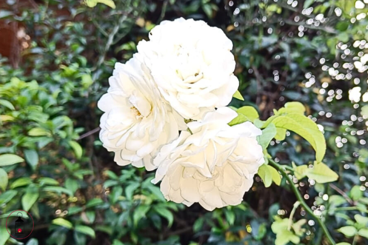 petali di rosa