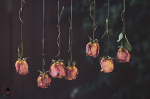 conservare una rosa