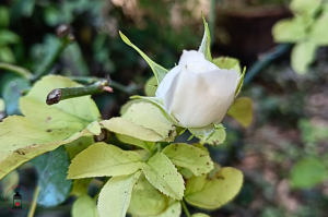rosa: idee creative